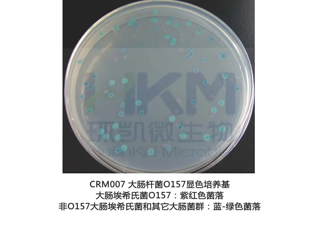 大肠杆菌O157显色培养基 大肠杆菌O157显色培养基
