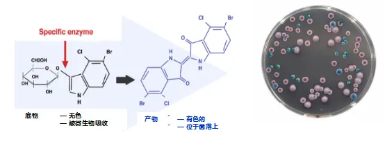 显色培养基 显色培养基
