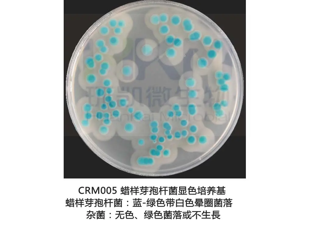 CRM005 蜡样芽孢杆菌第二代显色培养基 CRM005 蜡样芽孢杆菌第二代显色培养基
