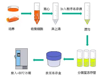 ▲ 使用冻存盒操作示意图
