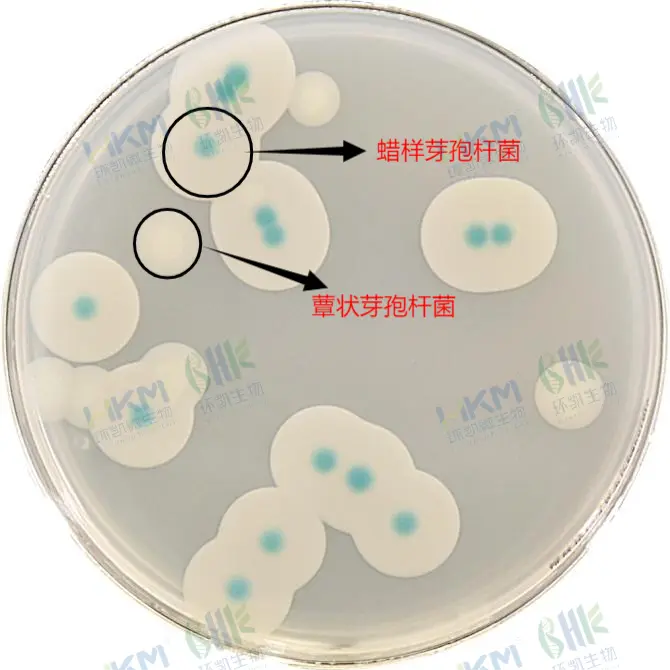 蜡样芽孢杆菌显色培养基 蜡样芽孢杆菌显色培养基