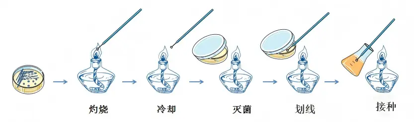 液体接种