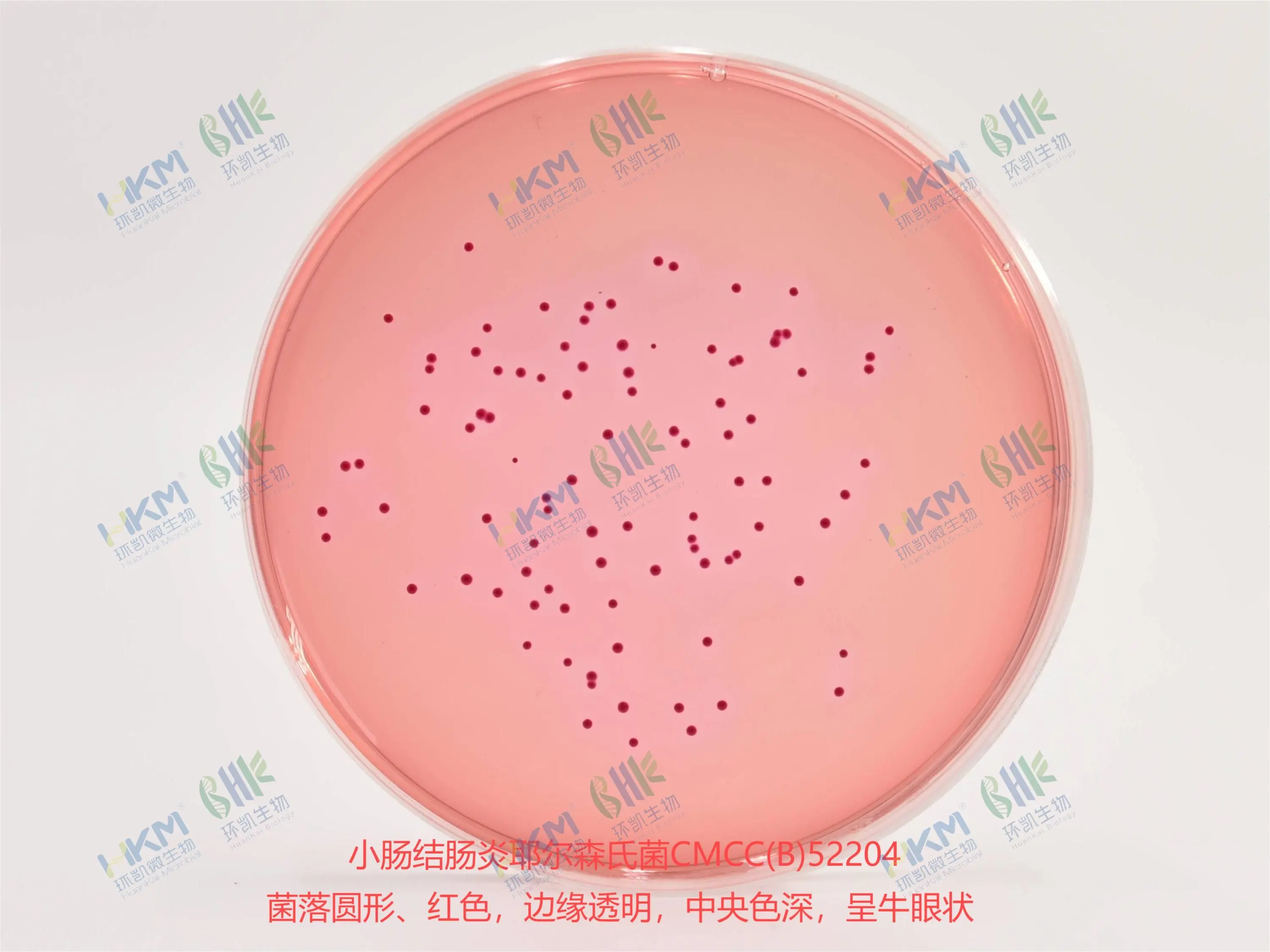 小肠结肠炎耶尔森氏菌接种于CIN-1琼脂平板培养基上的菌落特征：红色牛眼状菌落