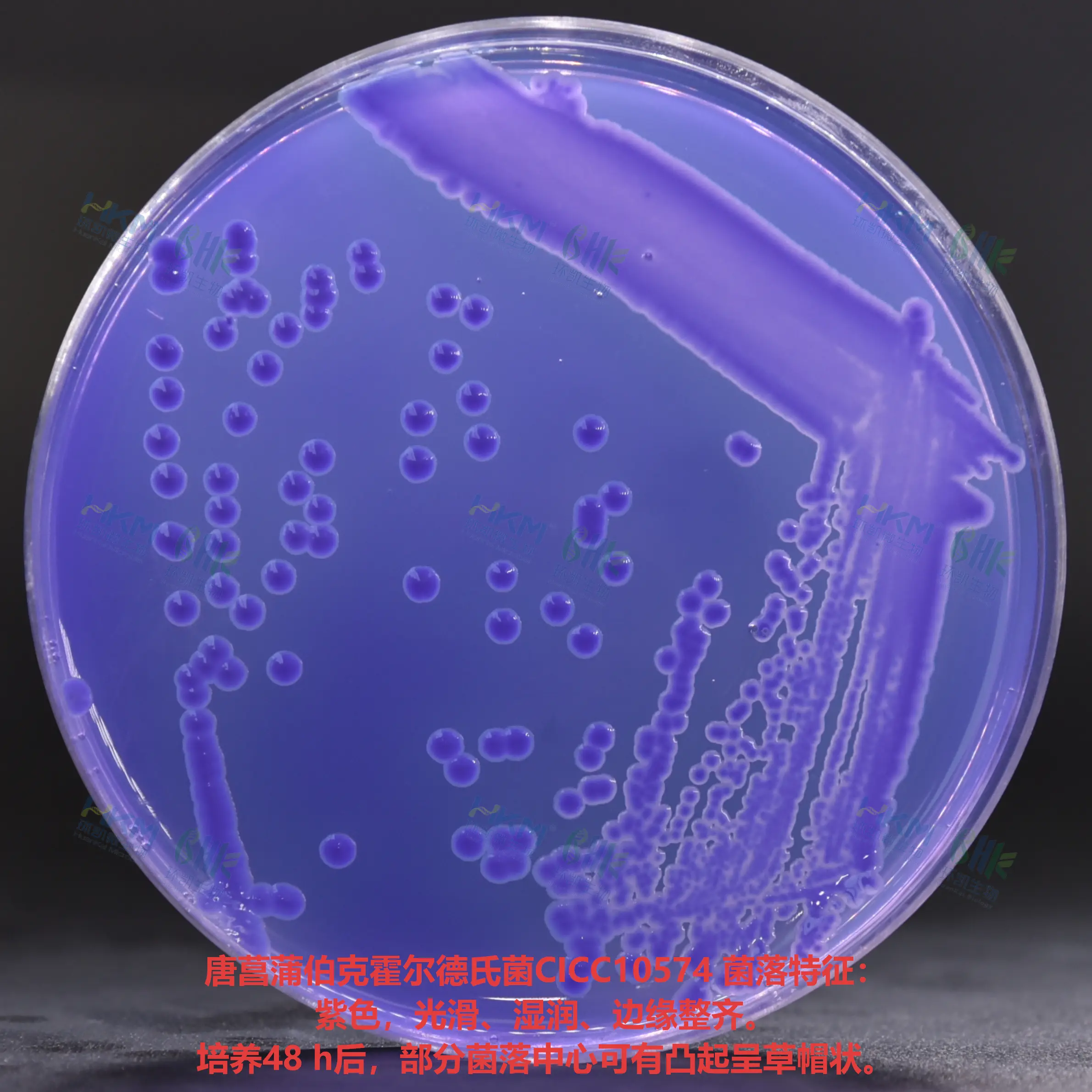 改良马铃薯葡萄糖琼脂(mPDA培养基)生物图册