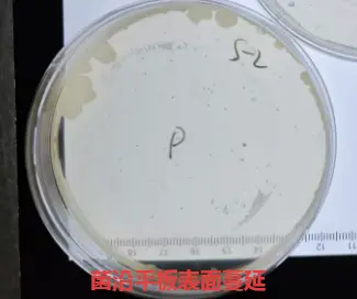 菌沿平板表面蔓延