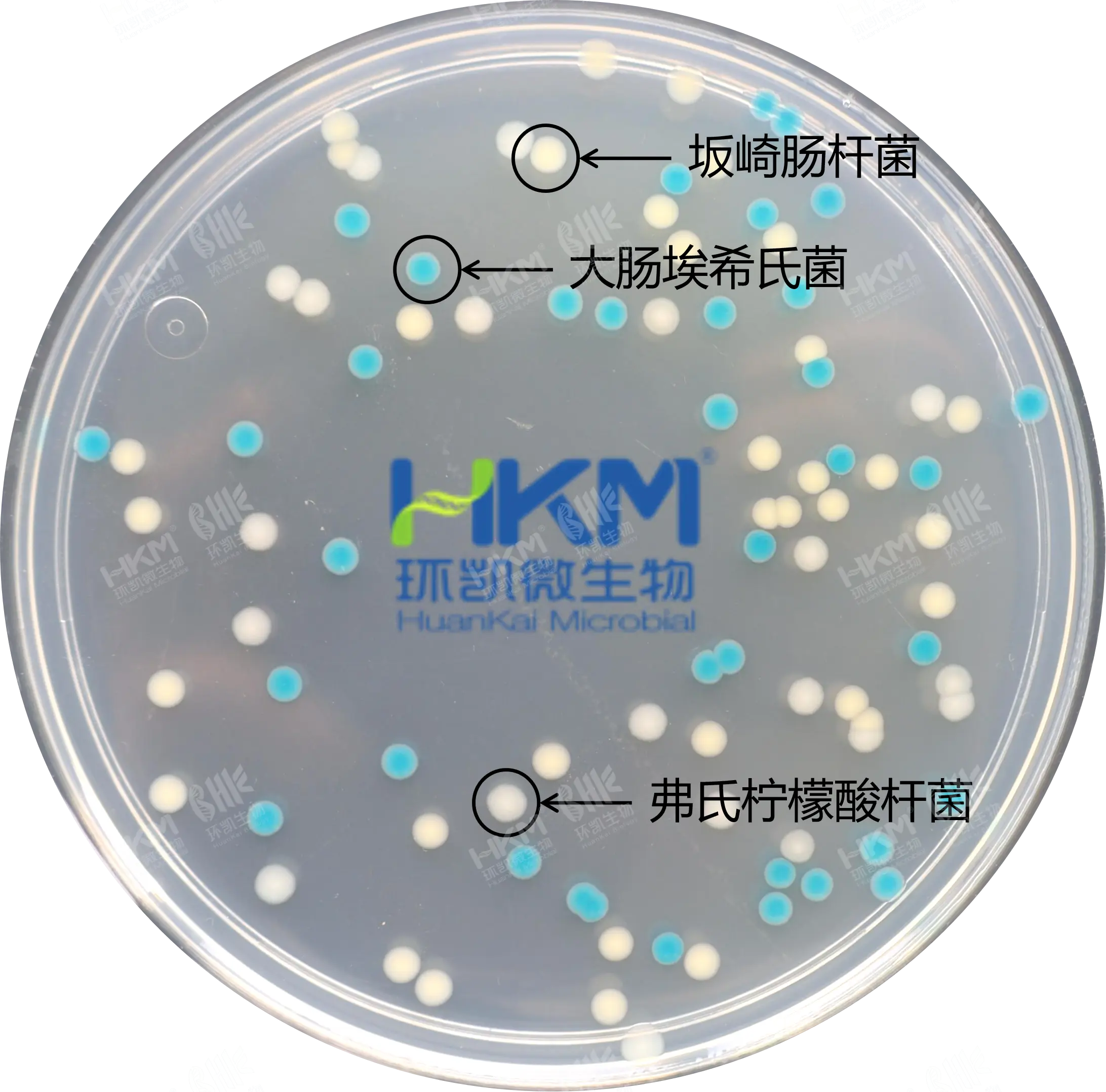 胰蛋白胨胆盐X-葡萄糖醛酸苷(TBX)琼脂培养基菌落特征 胰蛋白胨胆盐X-葡萄糖醛酸苷(TBX)琼脂培养基菌落特征