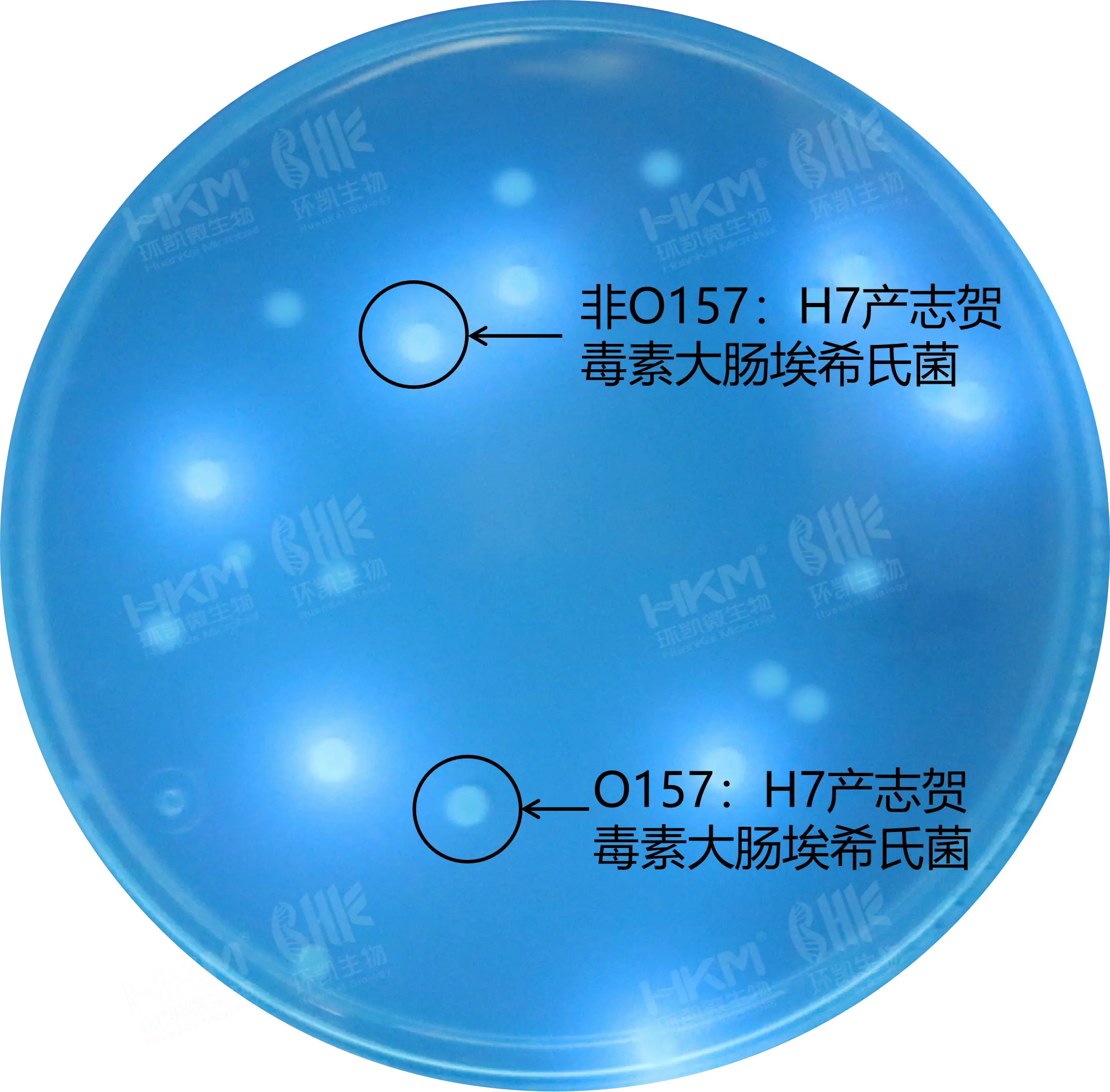 CRM021 产志贺毒素大肠埃希氏菌(STEC)显色培养基 1000mL/瓶 - 产品主图1