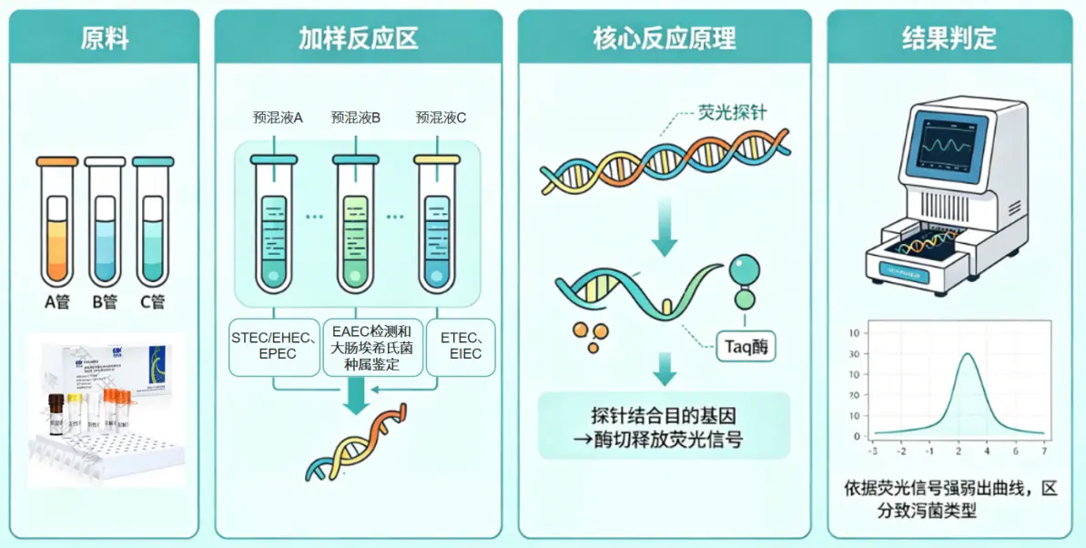 实时荧光PCR或普通PCR进行确认
