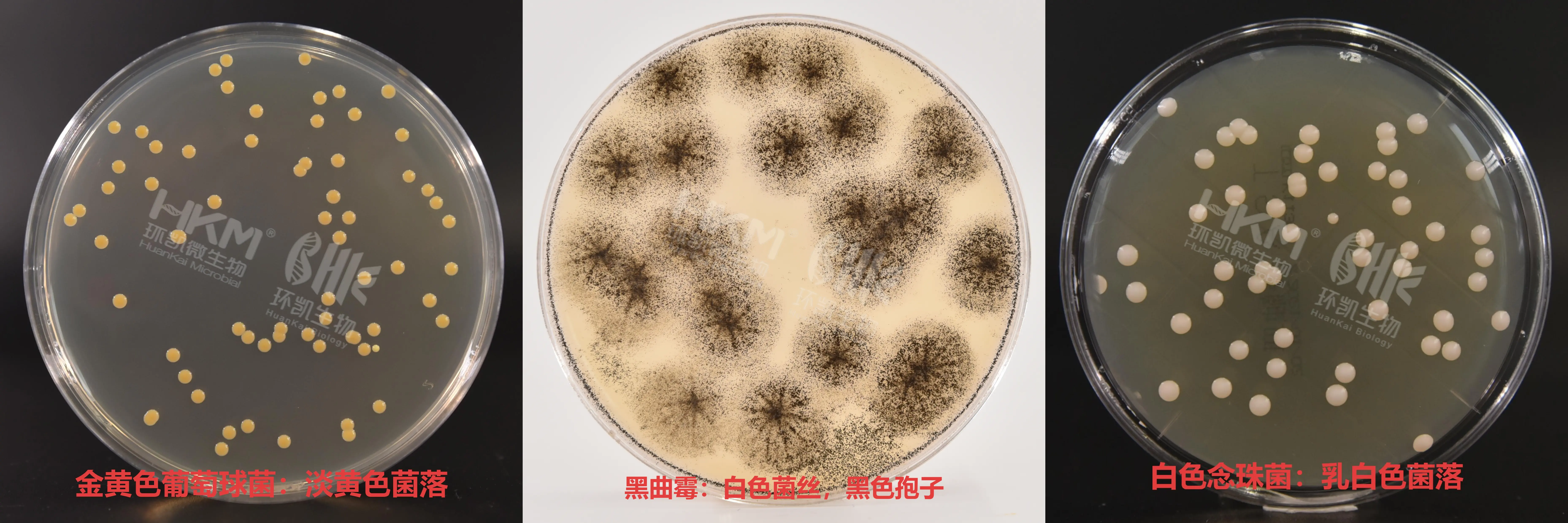 增菌培养基【TSA接触皿、TSA平皿】质量控制 增菌培养基【TSA接触皿、TSA平皿】质量控制