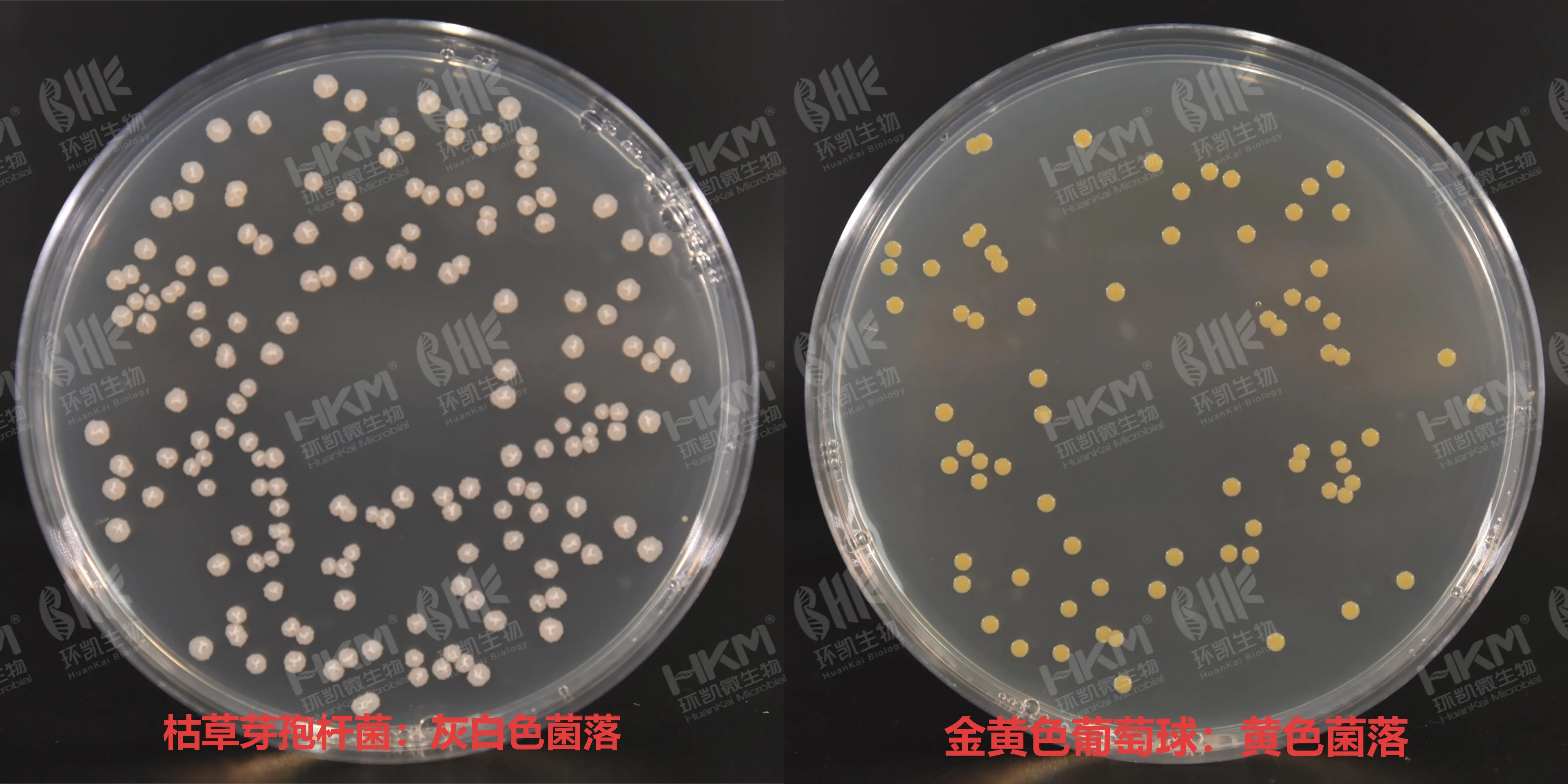 不同菌株接种营养琼脂平板增菌培养基的特征性反应