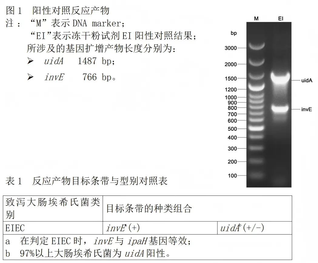 EIEC多重PCR检测试剂盒结果判读