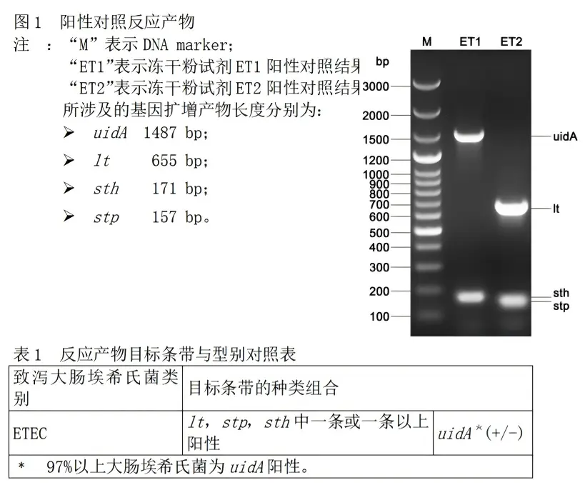 ETEC多重PCR检测试剂盒结果判读