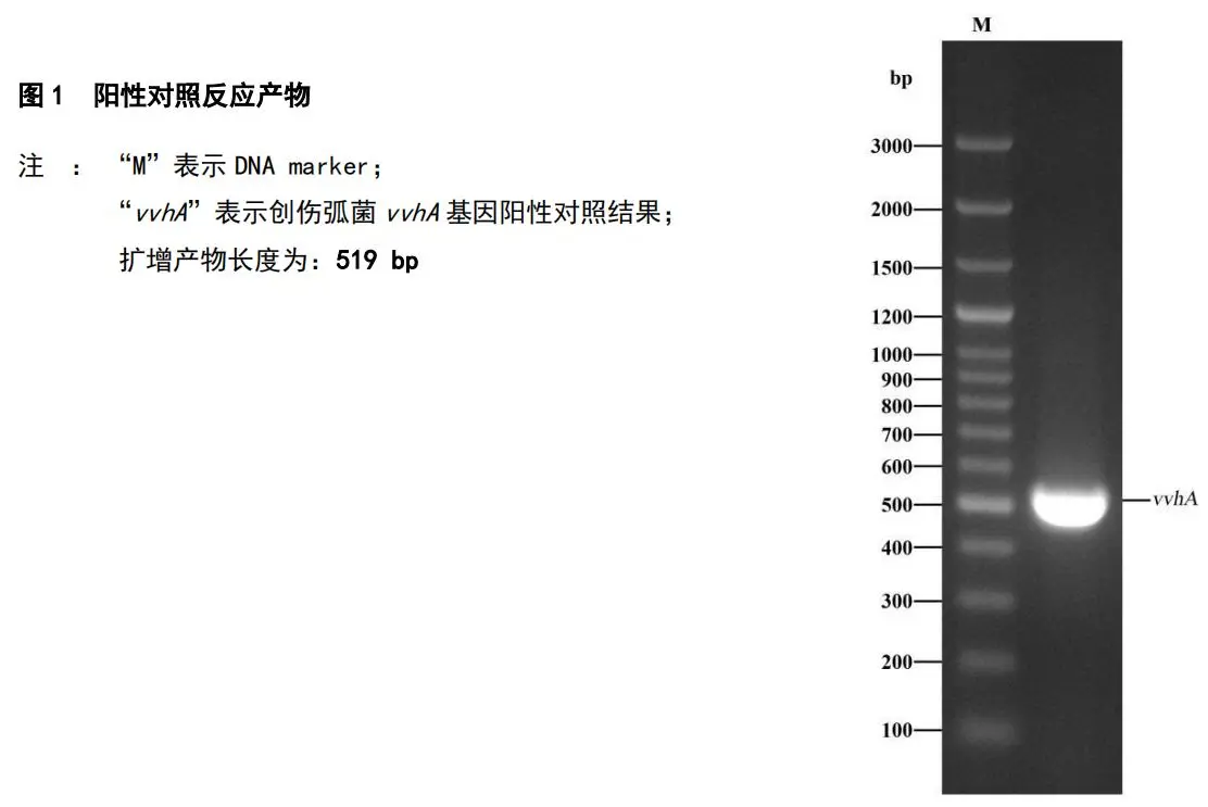 创伤弧菌 PCR 检测试剂盒结果判读