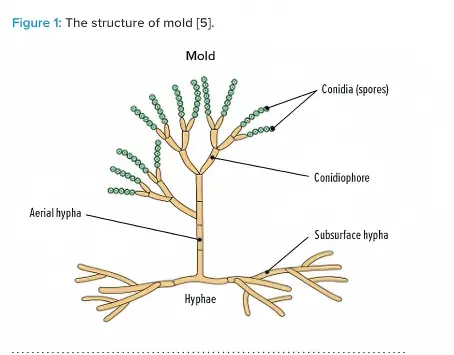 分生孢子梗顶端产生孢子（分生孢子），通过无性繁殖实现扩散与繁殖