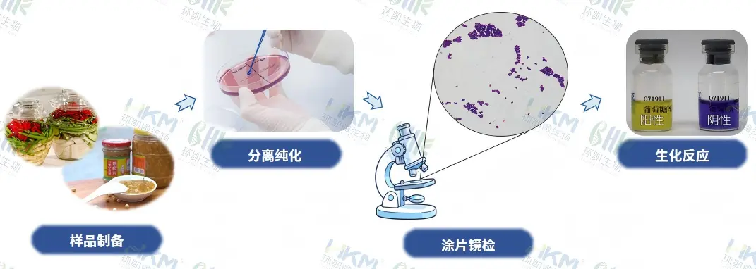 片球菌属检验标准流程