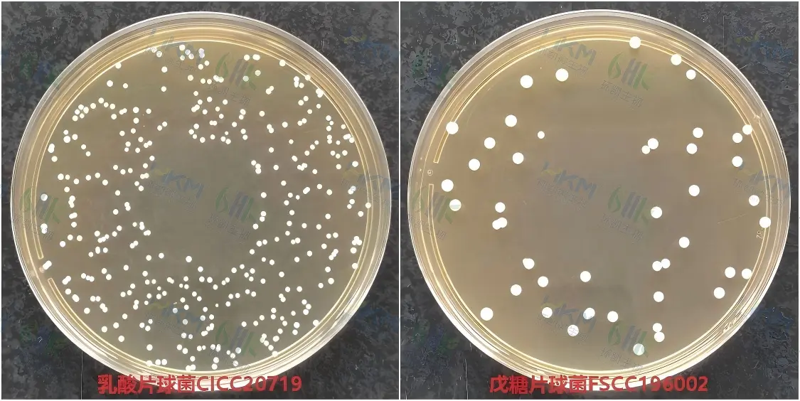 乳酸片球菌CICC20719接种于MRS琼脂培养基菌落特征与戊糖片球菌FSCC196002接种于改良MRS琼脂培养基菌落特征