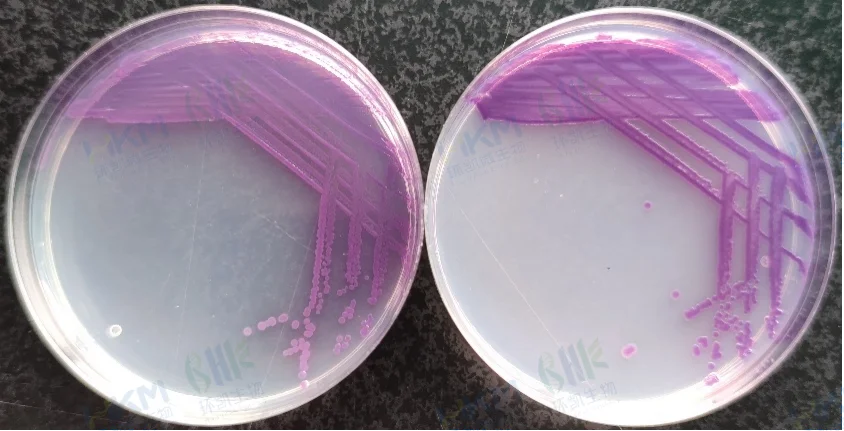 鼠伤寒沙门氏菌ATCC14028（紫红色菌落） （左：环凯CRM025沙门氏+显色培养基 右：常规沙门显色培养基）