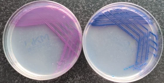 亚利桑那沙门氏菌CMCC(B)47001 （左：环凯CRM025沙门氏+显色培养基 右：常规沙门显色培养基）