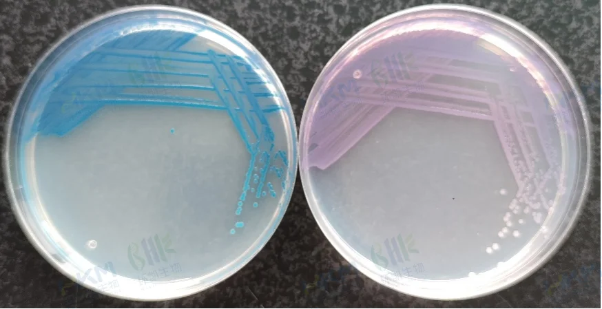 粘质沙雷氏菌CMCC(B)41002 （左：环凯CRM025沙门氏+显色培养基 右：常规沙门显色培养基）