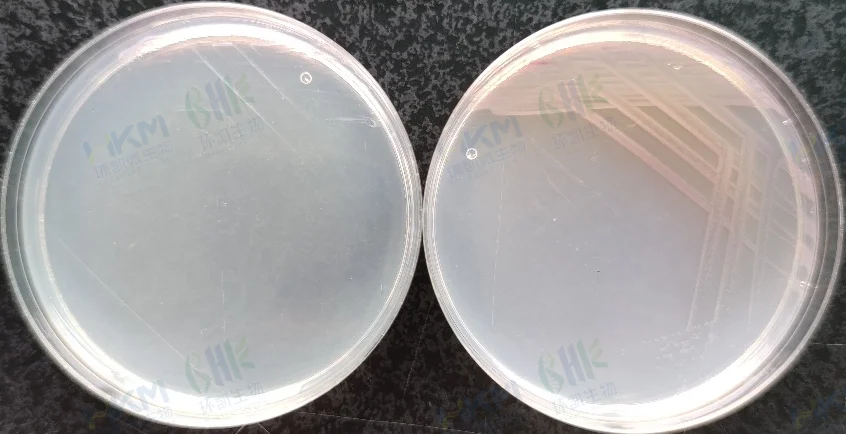 普通变形杆菌CMCC（B）49027（不生长、黄色菌落） （左：环凯CRM025沙门氏+显色培养基 右：其他品牌沙门氏+显色培养基）