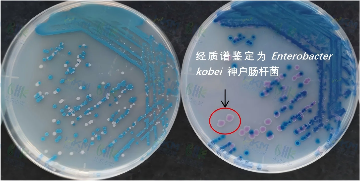 实际样品（熟食墨鱼丸子）分离检测效果 （左：环凯CRM025沙门氏+显色培养基 右：其他品牌沙门氏+显色培养基）