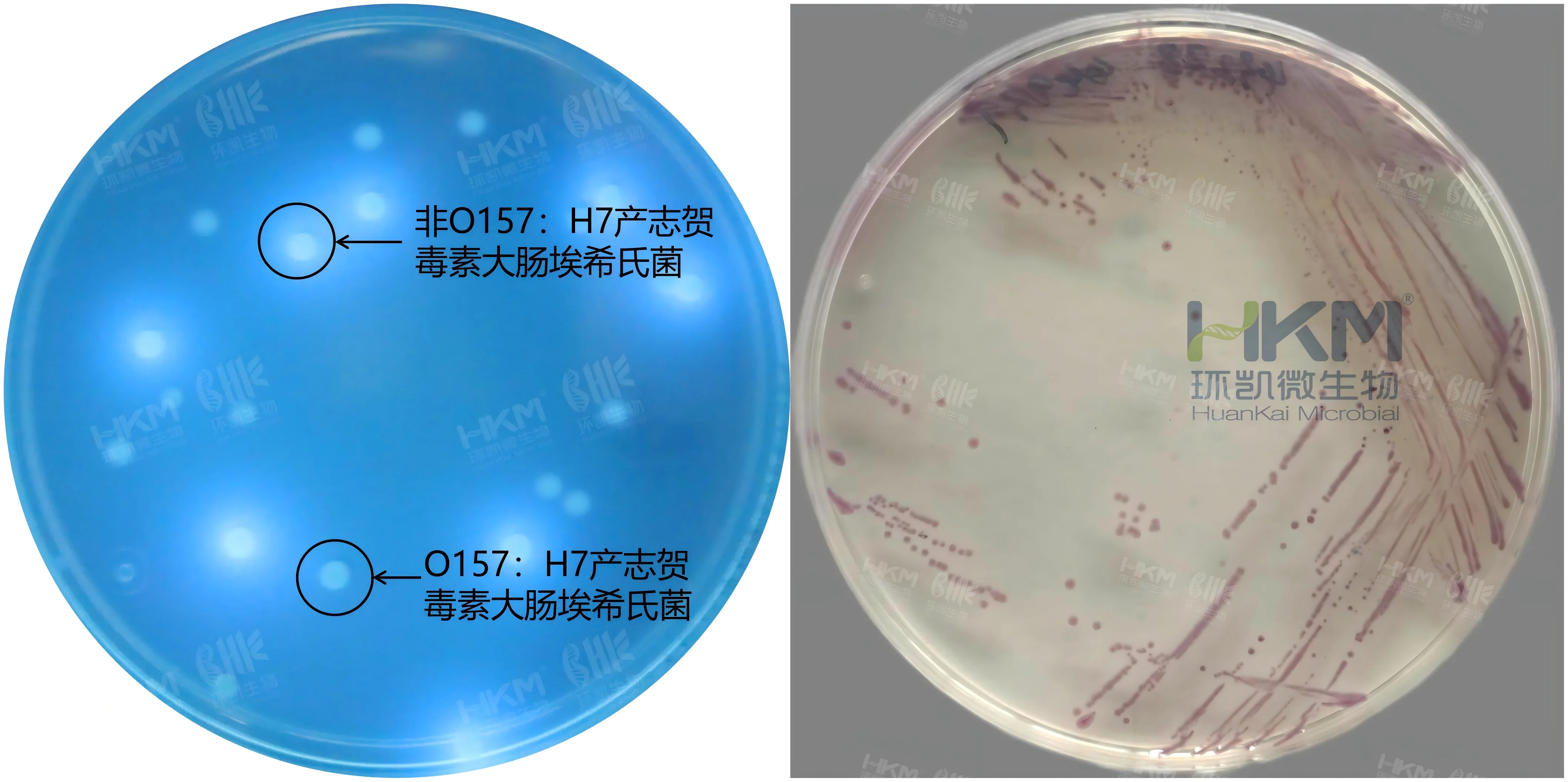 产志贺毒素大肠埃希氏菌(STEC)显色培养基：淡紫色菌落，有荧光